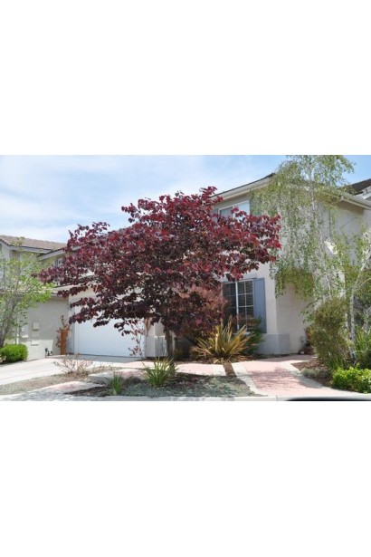 Церцис канадський Форест Пансі з декоративними квітами і темними листками.